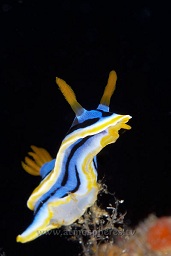 Anna's chromodoris nudibranch (chromodoris annae) stretching to find it's next meal, Lekuan tiga, Bunaken, Celebes sea, Pacific Ocean, Sulawesi, Indonesia, Asia