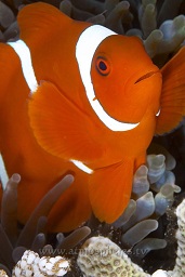 Spinecheek anenomefish (prennas biaculeatus) in it's anenome, Mandolin, Bunaken, Celebes sea, Pacific Ocean, Sulawesi, Indonesia, Asia