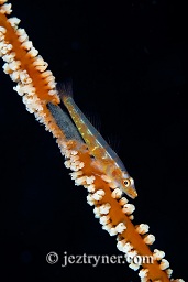 Sea whip goby (Bryaninops yongei), GPS point, Gili Banta, Komodo, Flores sea, Indian Ocean, Indonesia, Asia
