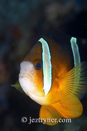 Clarks anenome fish (Amphiprion clarkii), GPS point, Gili Banta, Komodo, Flores sea, Indian Ocean, Indonesia, Asia