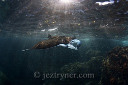 Manta ray (Manta birostris) feeding in the shallows at Manta alley, Komodo island, Flores sea, Indian Ocean, Indonesia, Asia