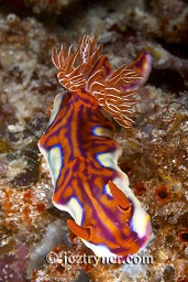 Magnificent ceratasoma nudibranch (Ceratosoma magnificum), Pink beach, Komodo island, Flores sea, Indian Ocean, Indonesia, Asia