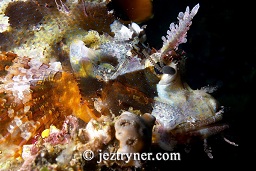 Juvenile Papuan scorpionfish (Scorpaenopsis papuensis), Pink beach, Komodo island, Flores sea, Indian Ocean, Indonesia, Asia