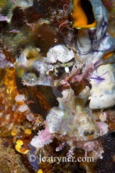 Juvenile Papuan scorpionfish (Scorpaenopsis papuensis), Pink beach, Komodo island, Flores sea, Indian Ocean, Indonesia, Asia
