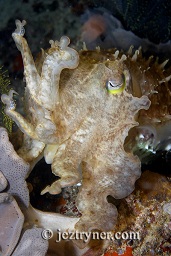 A broadclub cuttlefish (sepia latimanus) at night, Pink beach night dive, Komodo island, Flores sea, Indian Ocean, Indonesia, Asia