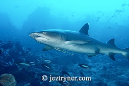 White tip reef shark (Triaenodon obesus) patrolling the reef, Takat toko (Castle rock), Gili Lawalaut, Komodo, Flores sea, Indian Ocean, Indonesia, Asia