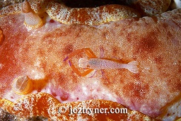 An Imperator / emperor commensal shrimp (periclimenes imperator) riding a spanish dancer (Hexabranchus sanguineus), Pink beach, Komodo island, Flores sea, Indian Ocean, Indonesia, Asia