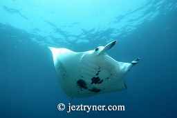 Manta ray (Manta birostris), Manta alley, Komodo island, Flores sea, Indian Ocean, Indonesia, Asia