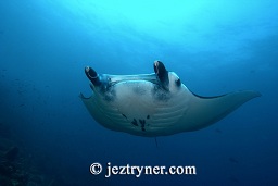 Manta ray (Manta birostris), Manta alley, Komodo island, Flores sea, Indian Ocean, Indonesia, Asia