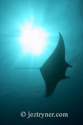Manta ray (Manta birostris), Manta alley, Komodo island, Flores sea, Indian Ocean, Indonesia, Asia