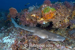 Large grey bamboo shark (Chiloscyllium griseum) resting on the bottom in the current, Takat Makassar, Komodo island, Flores sea, Indian Ocean, Indonesia, Asia