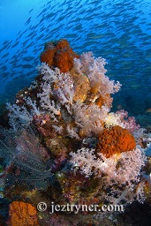 Schools of fusilier swirl behind a display of sponges and soft corals, Takat toko (Castle rock), Gili Lawalaut, Komodo, Flores sea, Indian Ocean, Indonesia, Asia