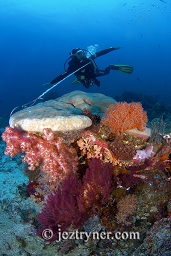 Divers hook in and enjoy the show, Takat toko (Castle rock), Gili Lawalaut, Komodo, Flores sea, Indian Ocean, Indonesia, Asia