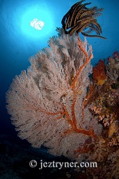 A beautiful sea fan waves in the current at Takat toko (Castle rock), Gili Lawalaut, Komodo, Flores sea, Indian Ocean, Indonesia, Asia