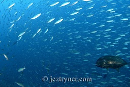 A giant trevally (Caranx ignobilis) hunts Narrowstripe fusilier (Pterocaesio tessellata), Takat toko (Castle rock), Gili Lawalaut, Komodo, Flores sea, Indian Ocean, Indonesia, Asia