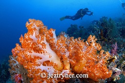Divers swim past some of the blindingly orange dendronephthya soft corals cover the reef top, Crystal rock (Batu mandi), Gili Lawalaut, Komodo, Flores sea, Indian Ocean, Indonesia, Asia
