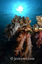 Beautiful dendronephythya soft corals growing on an acrpopora sp. table coral with the sun in the background, Crystal rock (Batu mandi), Gili Lawalaut, Komodo, Flores sea, Indian Ocean, Indonesia, Asia