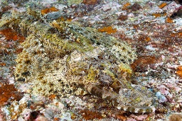 Beaufort's Crocodile flathead fish (cymbacephalus beauforti) nearly invisible on the rocky reef, Takat toko (castle rock), nr. Gili Lawalaut, nr. Komodo, Indian ocean,  Asia