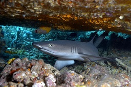Juvenile White tip shark (Triaenodon obesus) swimming around under a large table coral, Batu mandi (crystal rock), nr. Gili Lawalaut, nr. Komodo, Indian ocean,  Asia