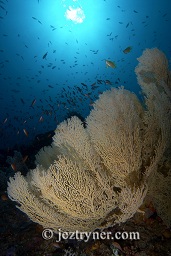 One of the stunning sea fans that litter the side of the sea mount with the sun in the background, Crystal rock (Batu mandi), Gili Lawalaut, Komodo, Flores sea, Indian Ocean, Indonesia, Asia