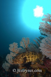 One of the stunning sea fans that litter the side of the sea mount with the sun in the background, Crystal rock (Batu mandi), Gili Lawalaut, Komodo, Flores sea, Indian Ocean, Indonesia, Asia