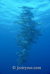 Schooling Big eye jacks / trevally (Caranx sexfasciatus), Takat toko (Castle rock), Gili Lawalaut, Komodo, Flores sea, Indian Ocean, Indonesia, Asia