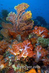 An unusual coloured sea fan grows amongst the sponges and dendronephthya soft corals, Crystal rock (Batu mandi), Gili Lawalaut, Komodo, Flores sea, Indian Ocean, Indonesia, Asia