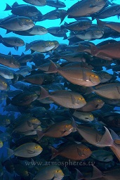 A school of mixed colours of Elongate surgeofish (Acanthurus mata), Takat toko (castle rock), nr. Gili Lawalaut, nr. Komodo, Indian ocean,  Asia
