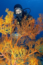 A diver (Nu) next to a gorginia sea fan, Takat toko (castle rock), nr. Gili Lawalaut, nr. Komodo, Indian ocean,  Asia