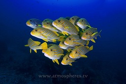 Yellow ribbon sweetlips (Plectorhinchus polytaenia) hovering in the blue, Crystal rock, Gili Lawalaut, Indian ocean,  Asia