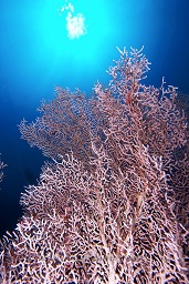 A muricella sp. sea fan with the sun in the background, Crystal rock, Gili Lawalaut, Indian ocean,  Asia