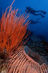 Divers swims past the beautiful red whip coral and barrel sponge growing on the reef, Crystal rock, Gili Lawalaut, Indian ocean,  Asia