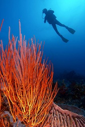 A diver swims past the beautiful red whip coral, Crystal rock, Gili Lawalaut, Indian ocean,  Asia