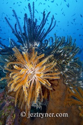 Brightly coloured featherstars cling to a sponge in the current, Crystal rock (Batu mandi), Gili Lawalaut, Komodo, Flores sea, Indian Ocean, Indonesia, Asia