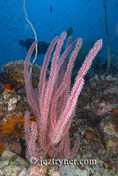 Sea whips growing from the reef floor create a stunning contrast with the blue, Crystal rock (Batu mandi), Gili Lawalaut, Komodo, Flores sea, Indian Ocean, Indonesia, Asia