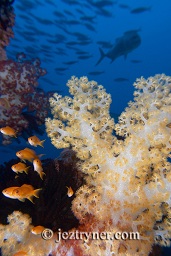 Dendronephthya soft coral growing on a rocky outcrop surrounded by swirling fish, Takat toko (Castle rock), Gili Lawalaut, Komodo, Flores sea, Indian Ocean, Indonesia, Asia