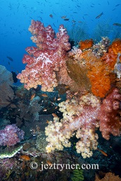Multi coloured sea fans, soft coral dendronephthya sp. and sponges create amazing contrasts with the blue water background, Crystal rock (Batu mandi), Gili Lawalaut, Komodo, Flores sea, Indian Ocean, Indonesia, Asia