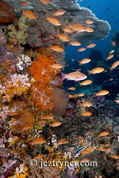 Anthias and dendronephthya soft corals intermingle under an acropora sp. table hard coral, Crystal rock (Batu mandi), Gili Lawalaut, Komodo, Flores sea, Indian Ocean, Indonesia, Asia