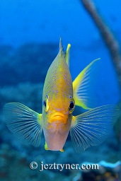 Golden sergeant (Amblyglyphidodon aureus), Takat toko (Castle rock), Gili Lawalaut, Komodo, Flores sea, Indian Ocean, Indonesia, Asia