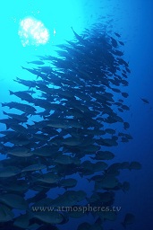 Elongate surgeonfish (Acanthurus mata) schooling in the blue, Takat toko (castle rock), nr. Gili Lawalaut, nr. Komodo, Indian ocean,  Asia