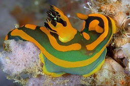 Sagami bay tambja nudibranch (tambja cf. sagamiana) on an out-cropping , Nudi falls, Lembeh strait, Celebes sea, Pacific Ocean, Sulawesi, Indonesia, Asia