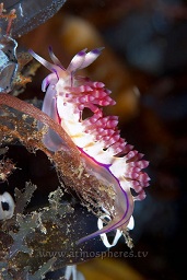 Red-lined flabellina nudibranch (flabellina rubrolineata) moving along the reef wall in search of food, Nudi falls, Lembeh strait, Celebes sea, Pacific Ocean, Sulawesi, Indonesia, Asia