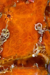 Painted frogfish / anglerfish (antennarius pictus) sitting on a coral head, Teluk kembahu 2 (TK2), Lembeh strait, Celebes sea, Pacific Ocean, Sulawesi, Indonesia, Asia