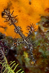 Ornate / Harlequin ghost pipefish (Solenostomus paradoxus) in front of an orange sponge, Teluk kembahu 2 (TK2), Lembeh strait, Celebes sea, Pacific Ocean, Sulawesi, Indonesia, Asia