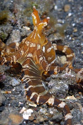 Wonderpus (octopus sp.) hunting in holes along the volcanic black sandy bottom, Jahir, Lembeh strait, Celebes sea, Pacific Ocean, Sulawesi, Indonesia, Asia