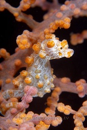 Pygmy seahorse (hippocampus bargibanti) on a muricella sea fan, Nudi retreat, Lembeh strait, Celebes sea, Pacific Ocean, Sulawesi, Indonesia, Asia