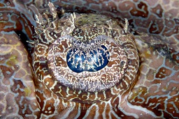 Beaufort's Crocodile flathead fish (cymbacephalus beauforti) close up the beautiful eye taken whilst it was resting on the sandy reef floor, Hairball too, Lembeh strait, Celebes sea, Pacific Ocean, Sulawesi, Indonesia, Asia