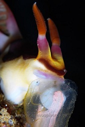 Red gilled nembrotha (nembrotha rutilans) feeding on an ascidian on the reef top, Hairball too, Lembeh strait, Celebes sea, Pacific Ocean, Sulawesi, Indonesia, Asia