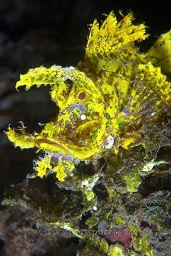 Weedy scorpionfish (Rhinopias frondosa) sitting on a coral outcrop waiting for it's next prey, Air pang, Lembeh strait, Celebes sea, Pacific Ocean, Sulawesi, Indonesia, Asia