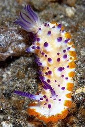 Tuberculate mexichromis nudibranch (mexichromis multituberculata), Pantai parigi, Lembeh strait, Celebes sea, Pacific Ocean, Sulawesi, Indonesia, Asia
